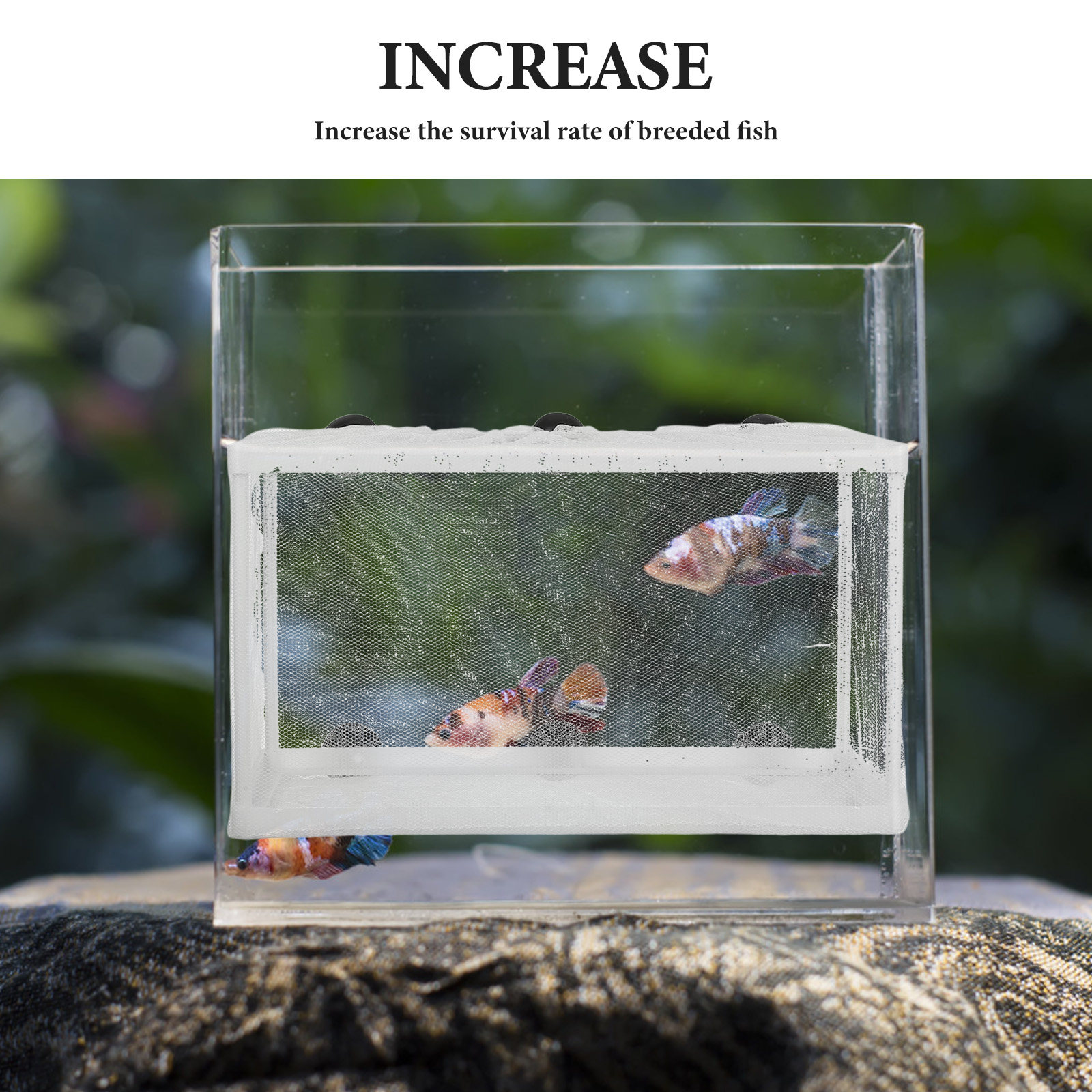 Siatka rybna, duża, do inkubat – Aquarium Fish Rate recenzja i cena